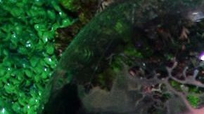 Alfredo Adame está por iniciar el proceso para quitarle el apellido a su hijo