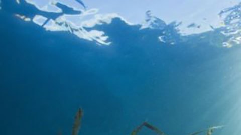 Qué efectos tiene en el planeta el calentamiento de los océanos (más allá de la muerte de la flora y fauna marinas)