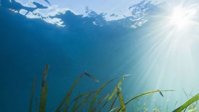 Qué efectos tiene en el planeta el calentamiento de los océanos (más allá de la muerte de la flora y fauna marinas)