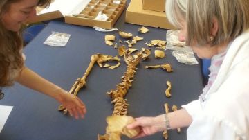 Científicos de la Universidad de Durham analizaron los esqueletos de menores hallados junto a una iglesia en el norte de Inglaterra.