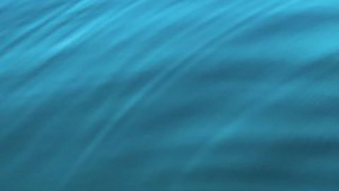 La extraña reaparición de la “ballena espía” rusa en las costas de Suecia