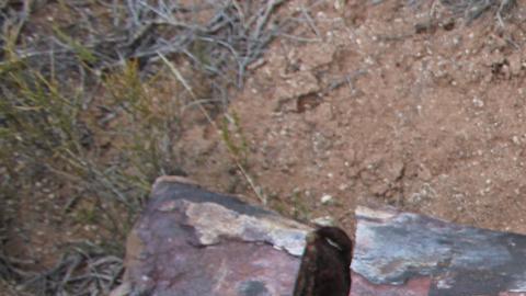 Hallan en la Patagonia argentina los fósiles de uno de los dinosaurios más grandes jamás descubiertos