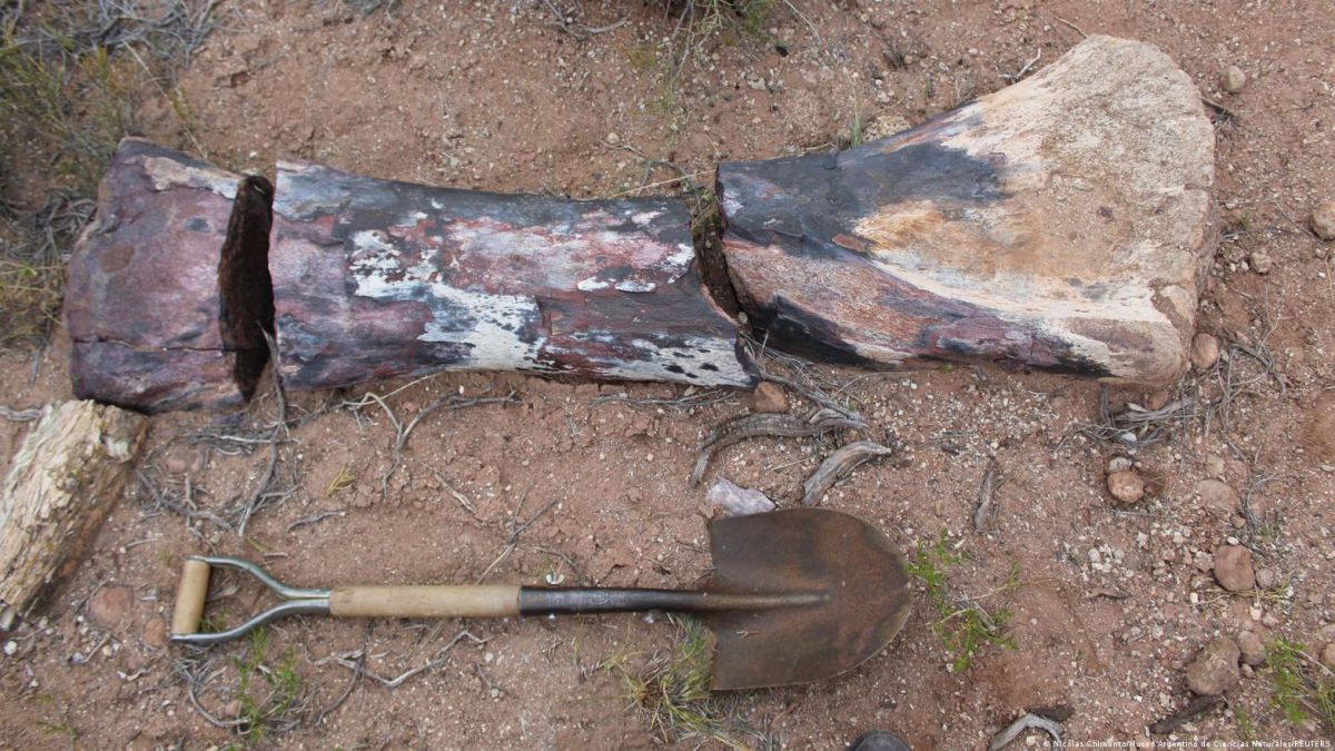 Las tres piezas de fémur del Chucarosaurus diripienda encontrado en la Patagonia.

