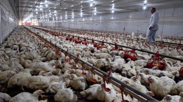 Brasil declara "emergencia zoosanitaria" por gripe aviar