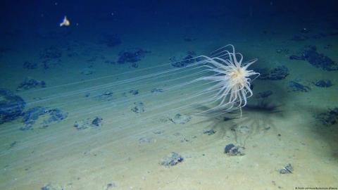 La mayor zona de extracción de metales para baterías en aguas profundas está repleta de especies exóticas