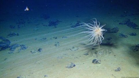 La mayor zona de extracción de metales para baterías en aguas profundas está repleta de especies exóticas