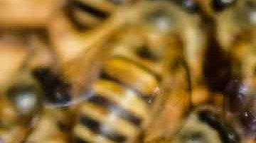 Las abejas se encontraban de paso en el aeropuerto y decidieron detenerse a tomar un receso