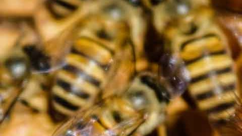 Las abejas se encontraban de paso en el aeropuerto y decidieron detenerse a tomar un receso