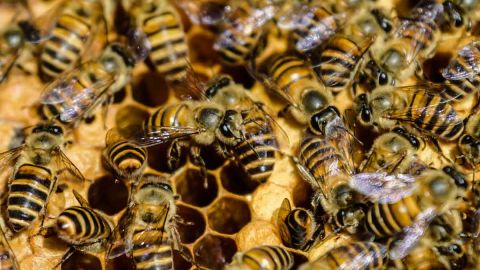 Las abejas se encontraban de paso en el aeropuerto y decidieron detenerse a tomar un receso