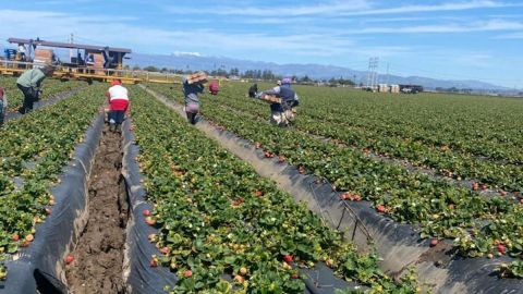 Campesinos de Oxnard afectados en sus ingresos por la intensa temporada de lluvias. (Cortesía)