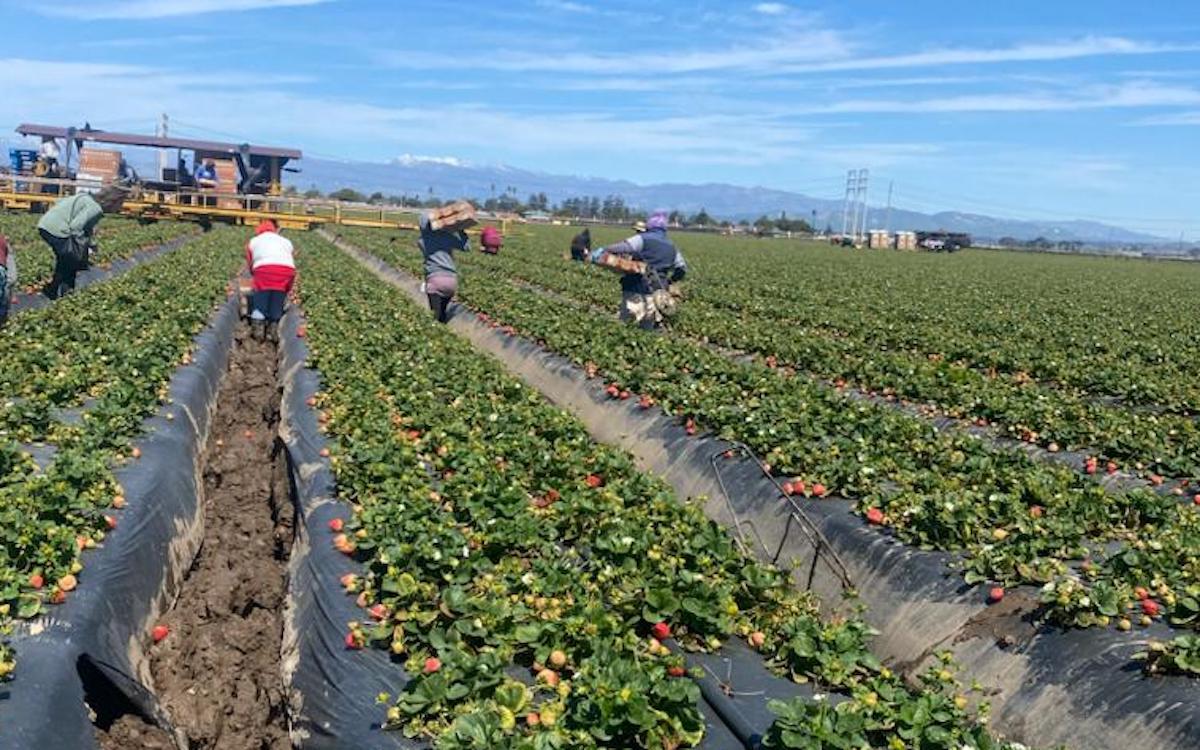 Campesinos de Oxnard sufren por la falta de trabajo que dejaron las ...