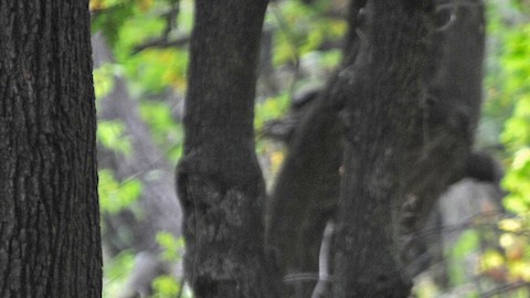 Una cámara de seguridad grabó el incidente entre el director y el oso, que se ha hecho viral. / Foto: AFP/Getty Images