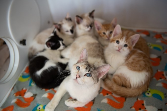 Mascotas sacrificadas en 2022 alcanzaron las 378,000; Texas y California encabezan lista de crisis animal