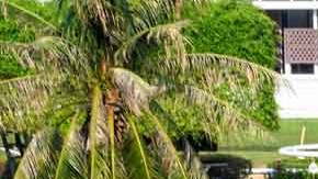 Hasta el momento la policía de Owasso no tiene ningn reporte de la riña que se produjo en el campo de golf