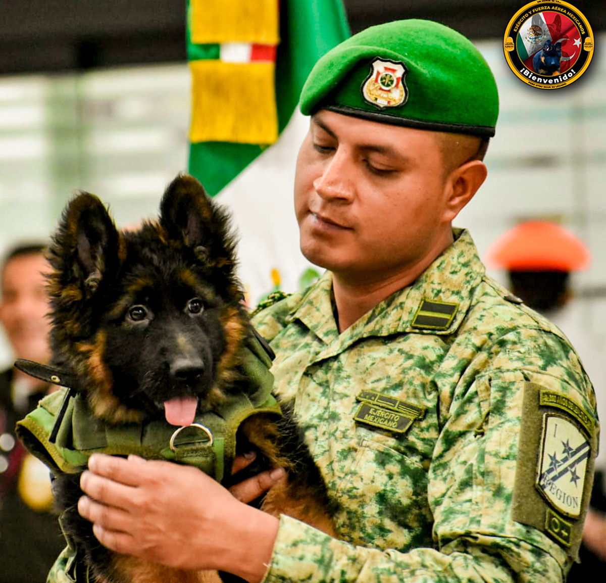 Habitar alcanzar Típico Ejército mexicano recibe a cachorro pastor alemán donado por Turquía tras  la muerte del perro rescatista Proteo - La Opinión