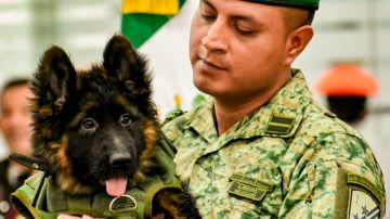 Ejército mexicano recibe a cachorro pastor alemán donado por Turquía tras la muerte del perro rescatista Proteo