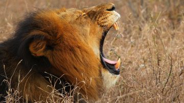Matan a Loonkiito, uno de los leones más viejos del mundo cuando buscaba comida en una granja