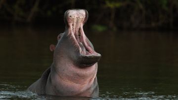 Ataque de hipopótamo a canoa en Malawi deja un niño muerto y 23 desaparecidos