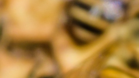 This photo taken on December 28, 2018 shows bees on a framed honeycomb at beekeeper Yip Ki-hok's apiary in Hong Kong. - High up in the hills above Hong Kong, Yip Ki-hok uses nothing but his bare hands to remove a honey-filled nest of swarming bees -- a remarkable skill he learned after the hardship of China's famine years. (Photo by Anthony WALLACE / AFP) / To go with AFP story Hong Kong-lifestyle-food,FEATURE by Catherine Lai (Photo credit should read ANTHONY WALLACE/AFP via Getty Images)