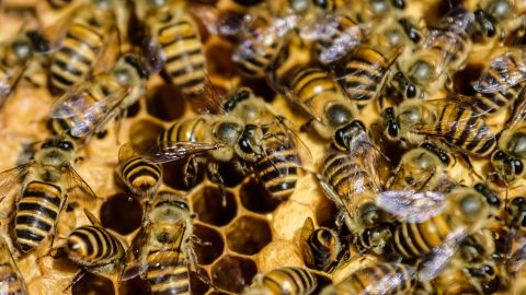 This photo taken on December 28, 2018 shows bees on a framed honeycomb at beekeeper Yip Ki-hok's apiary in Hong Kong. - High up in the hills above Hong Kong, Yip Ki-hok uses nothing but his bare hands to remove a honey-filled nest of swarming bees -- a remarkable skill he learned after the hardship of China's famine years. (Photo by Anthony WALLACE / AFP) / To go with AFP story Hong Kong-lifestyle-food,FEATURE by Catherine Lai (Photo credit should read ANTHONY WALLACE/AFP via Getty Images)