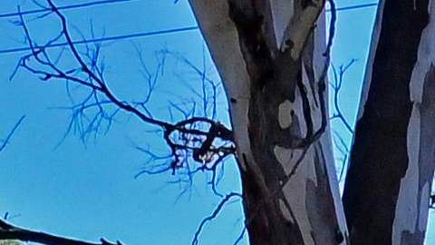 Pese a discurso de “Abrazos, no balazos”, AMLO mantiene "guerra contra el narco"", según documentos filtrados