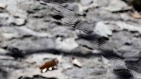 VIDEO: Hombre en México lanza a perro a un cazo con aceite hirviendo y muere; AMLO ordena dar con el responsable