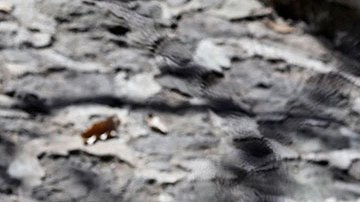 VIDEO: Hombre en México lanza a perro a un cazo con aceite hirviendo y muere; AMLO ordena dar con el responsable