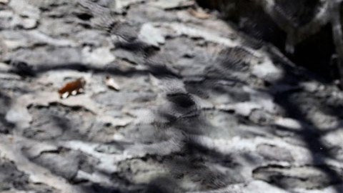 VIDEO: Hombre en México lanza a perro a un cazo con aceite hirviendo y muere; AMLO ordena dar con el responsable