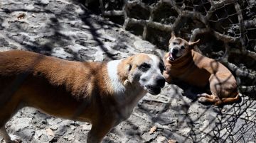 VIDEO: Hombre en México lanza a perro a un cazo con aceite hirviendo y muere; AMLO ordena dar con el responsable