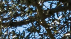 Inició juicio contra oficial de Parkland acusado de no confrontar al tirador de la escuela