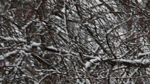 Inmigrantes mexicanos denuncian amplia red de "esclavos modernos" en Canadá