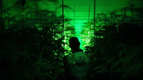 Phil Spruell applies IPM to cannabis plants at the Illicit Gardens production facility in Independence, Missouri, on March 18, 2023. - Missouri, a largely conservative Midwestern state, is the latest to legalize the recreational use of cannabis. The new regulation, approved by voters in a referendum in November, has sparked an economic boom for the "Show Me" state, fueled by thousands of pot smokers from the eight states on its edges, most of which have not legalized the drug. Across Missouri, cannabis sales in February -- when recreational use was legalized -- totaled $103 million, as compared with $37.2 million the month before, according to the state's health department. (Photo by Brendan Smialowski / AFP) (Photo by BRENDAN SMIALOWSKI/AFP via Getty Images)