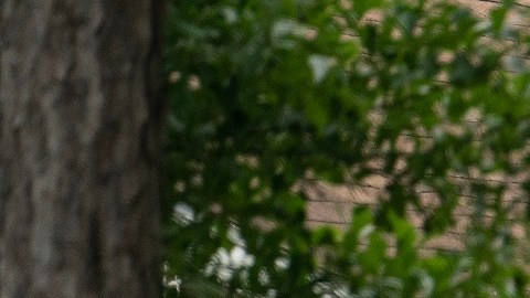 Francisco Oropesa acribilló a cinco miembros de una familia en Texas.