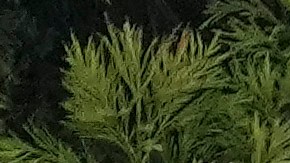 El juego estuvo detenido por 10 minutos.