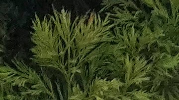 El juego estuvo detenido por 10 minutos.