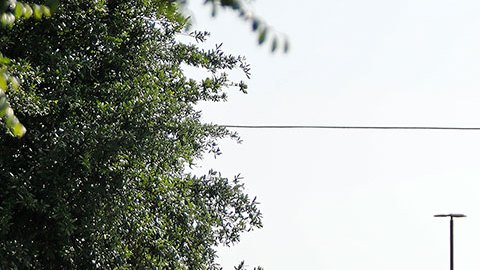 Caos y pánico, así describen testigos el tiroteo en centro comercial de Texas que dejó 9 muertos, entre ellos el tirador