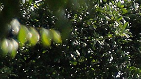 Autoridades en la escena de un tiroteo en Allen Premium Outlets el 6 de mayo de 2023 en Allen, Texas.