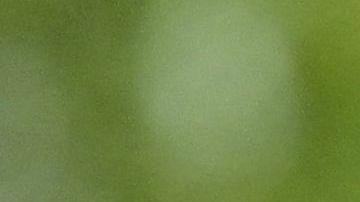 El mexicano está a tres puntos de quedar campeón en Países Bajos.