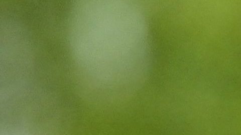 El mexicano está a tres puntos de quedar campeón en Países Bajos.