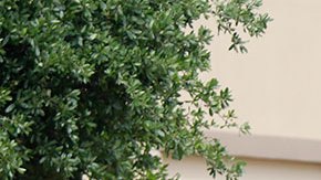 Policía identifica a hombre de 33 años de nombre Mauricio García como autor del tiroteo en centro comercial de Texas