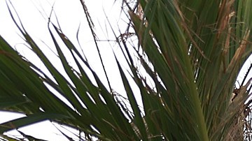 NOAA predice temporada de huracanes "casi normal" para este año