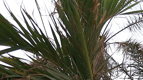 NOAA predice temporada de huracanes "casi normal" para este año