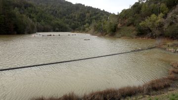ROSS, CALIFORNIA - JANUARY 12: Phoenix Lake is seen at 100 percent capacity after a series of atmospheric river events drenched Northern California on January 12, 2023 in Ross, California. As several atmospheric river events bring record rainfall to California, reservoirs across state are seeing their levels rise following several years of extreme drought. Marin County's seven reservoirs are now at 100 percent capacity and other major reservoirs in the state are closing in on historic averages. (Photo by Justin Sullivan/Getty Images)
