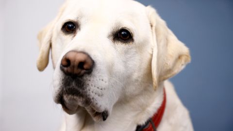 Perro de servicio de una estudiante en Nueva Jersey recibió un diploma en la ceremonia de graduación