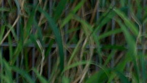 Inmigrantes con citas aprobadas en CBP One se alistan a entrar a Brownsville, Texas, el 12 de mayo de 2023.