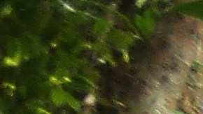 Mujer sobrevive durante 5 días en la selva australiana bebiendo vino y comiendo dulces