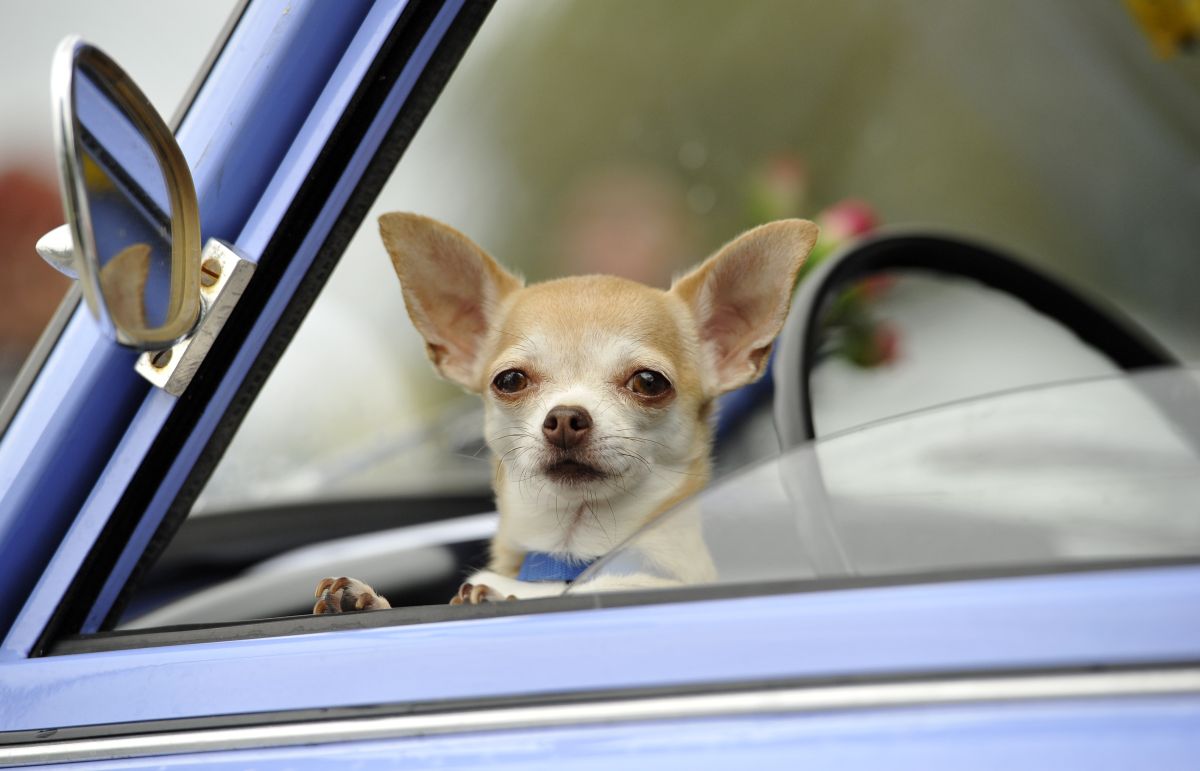 Drunk Colorado man swaps places with his dog, blames him for erratic driving to avoid arrest