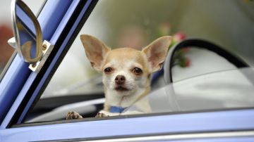 Hombre ebrio en Colorado intenta cambiar de lugar con su perro y lo culpa de conducción errática para evitar arresto