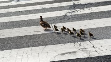 Hombre de California se detiene para ayudar a familia de patos a cruzar la calle y muere atropellado