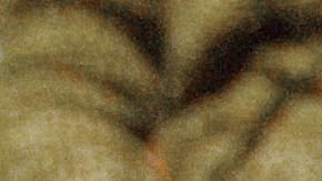 Un muerto y un perro policía K-9 herido tras un tiroteo en Tennessee